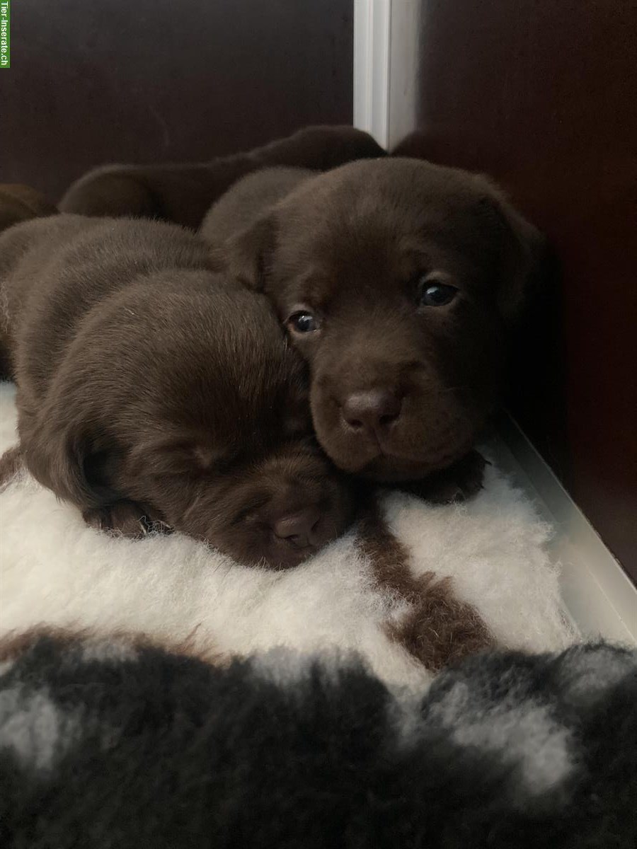 Braune Labrador Welpen suchen guten Lebensplatz