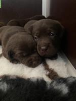 Braune Labrador Welpen suchen guten Lebensplatz