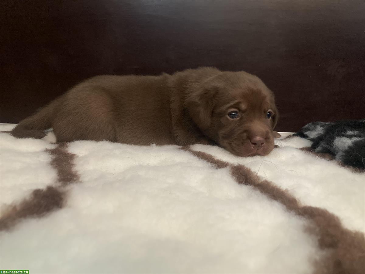 Bild 2: Braune Labrador Welpen suchen guten Lebensplatz