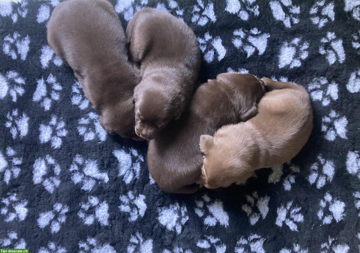 Bild 3: Braune Labrador Welpen suchen guten Lebensplatz