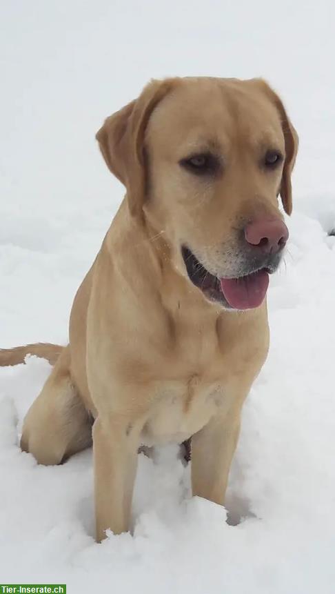 Bild 4: Braune Labrador Welpen suchen guten Lebensplatz