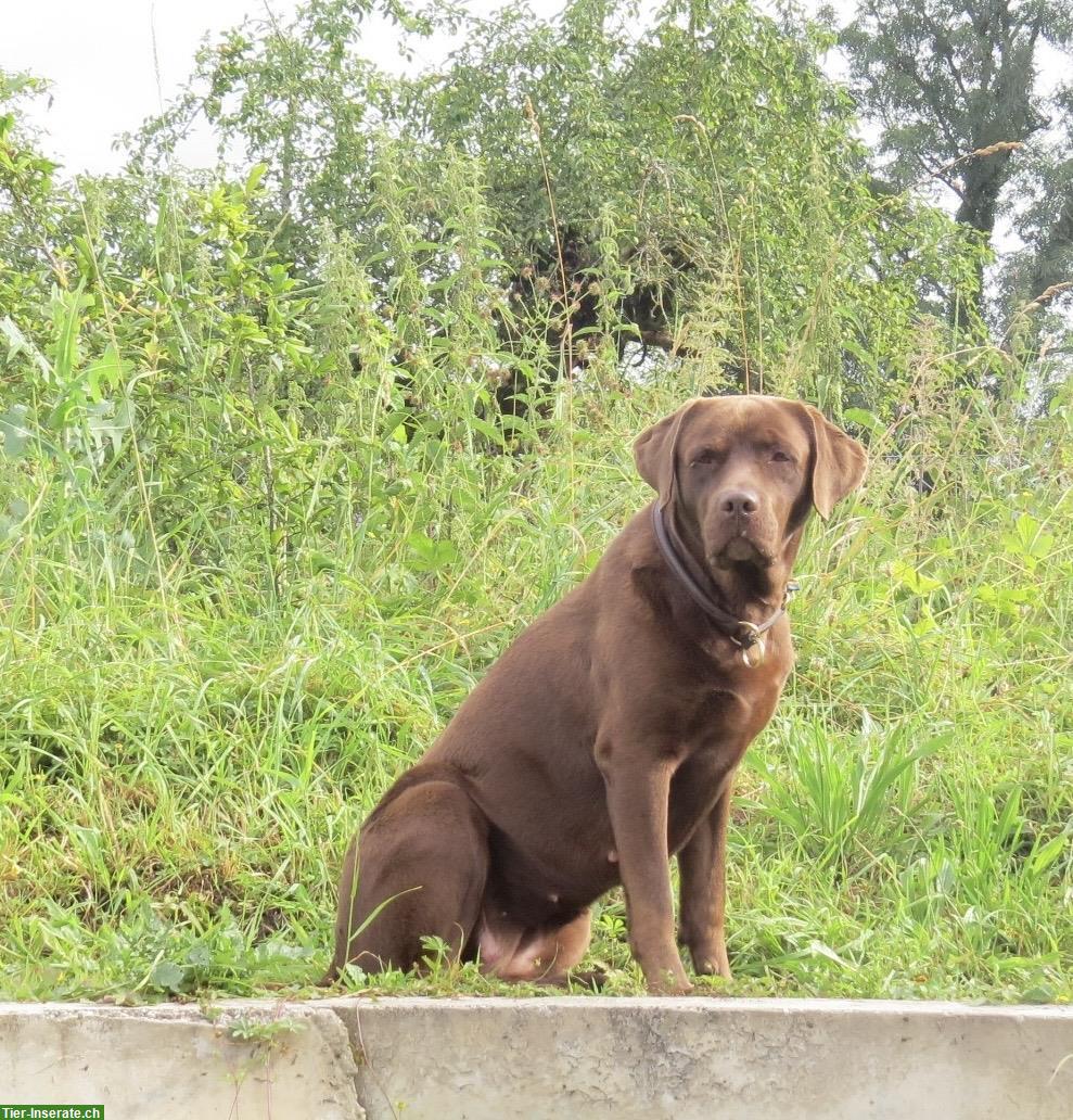 Bild 5: Braune Labrador Welpen suchen guten Lebensplatz