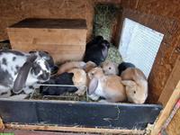Französisch Widder Kaninchen suchen ein Zuhause