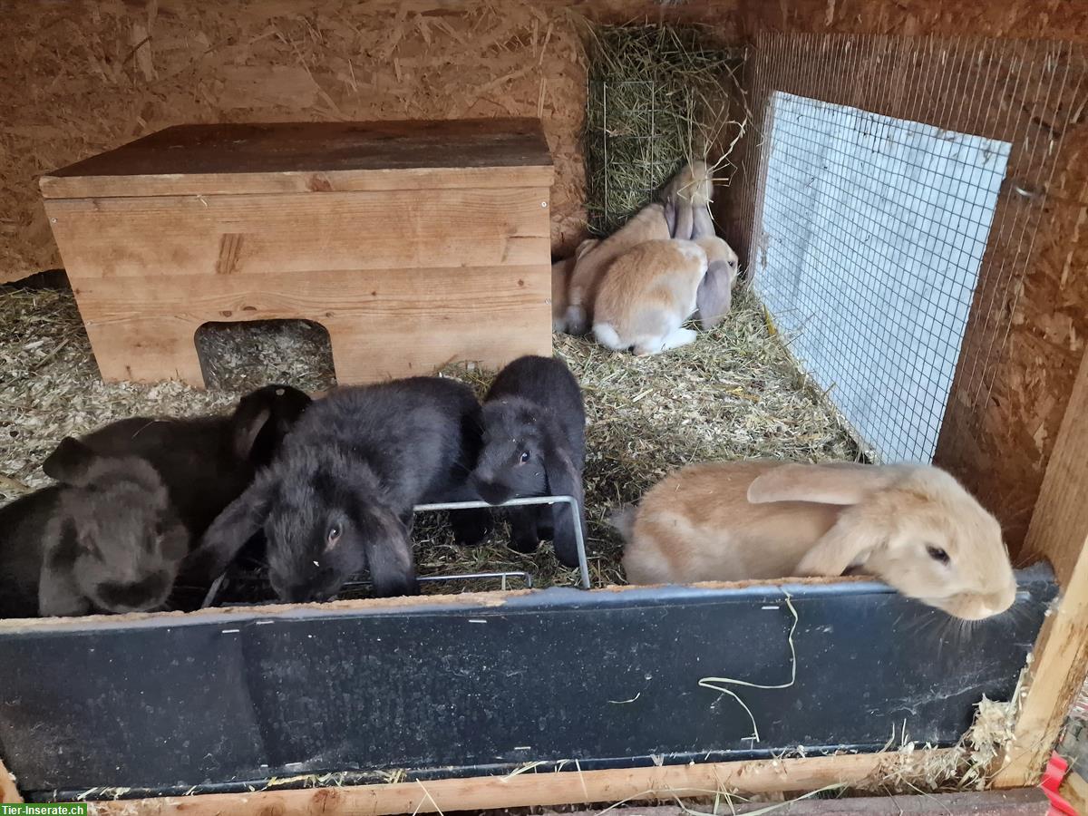 Bild 2: Französisch Widder Kaninchen suchen ein Zuhause