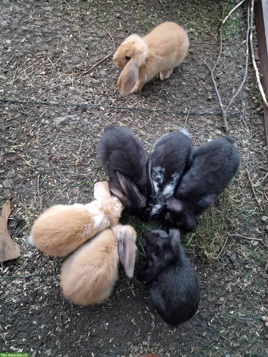 Bild 3: Französisch Widder Kaninchen suchen ein Zuhause