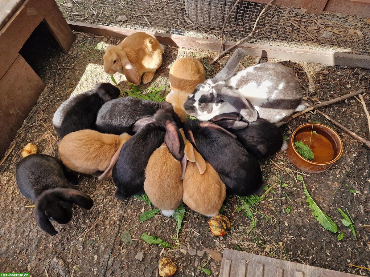 Bild 4: Französisch Widder Kaninchen suchen ein Zuhause