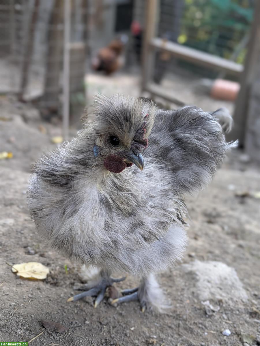 GRATIS: Seidenhuhn Güggel Splash zu verschenken