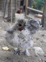 GRATIS: Seidenhuhn Güggel Splash zu verschenken