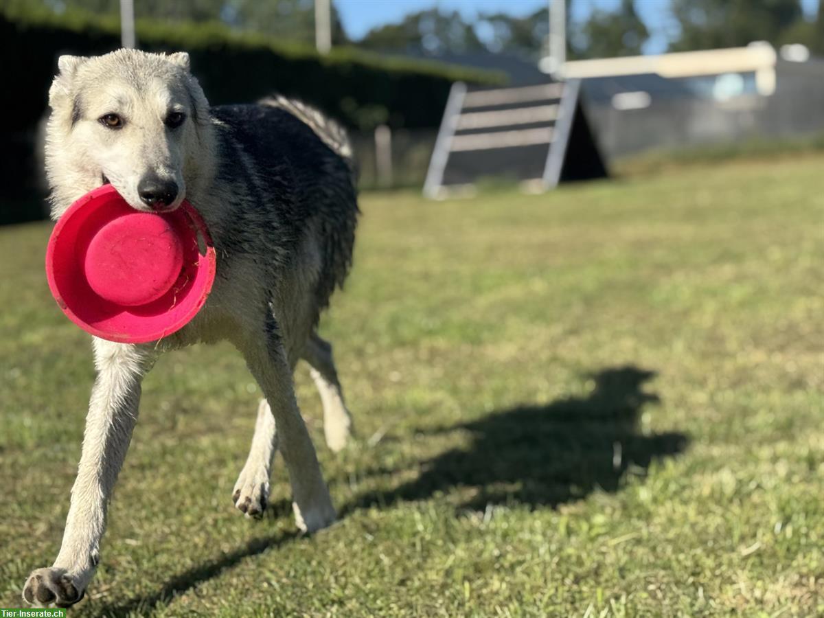 Bild 3: Junger Wolfshund Mix Rüde sucht best Platz