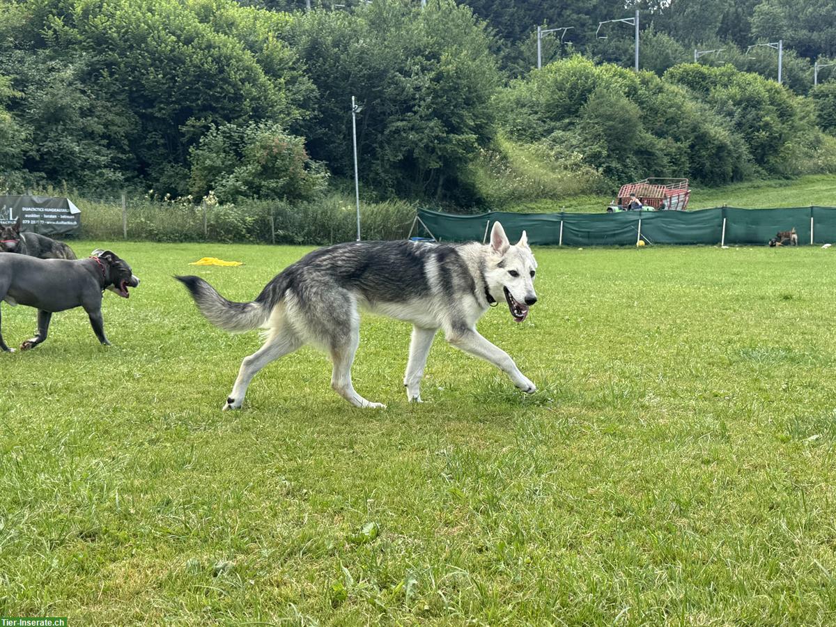 Bild 4: Junger Wolfshund Mix Rüde sucht best Platz