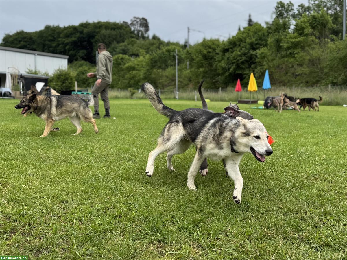 Bild 5: Junger Wolfshund Mix Rüde sucht best Platz