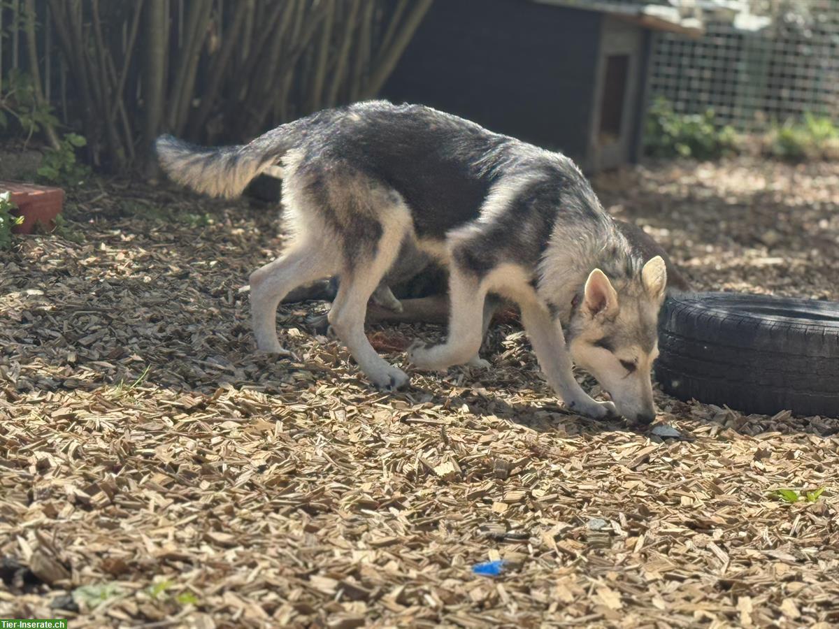 Bild 6: Junger Wolfshund Mix Rüde sucht best Platz