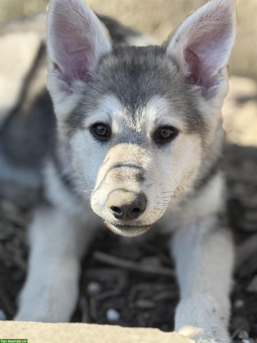 Bild 7: Junger Wolfshund Mix Rüde sucht best Platz
