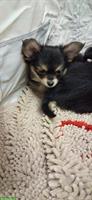Chihuahua x Papillon mix Welpen suchen Lebensplätze