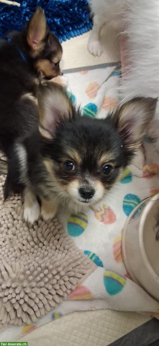 Bild 2: Chihuahua x Papillon mix Welpen suchen Lebensplätze