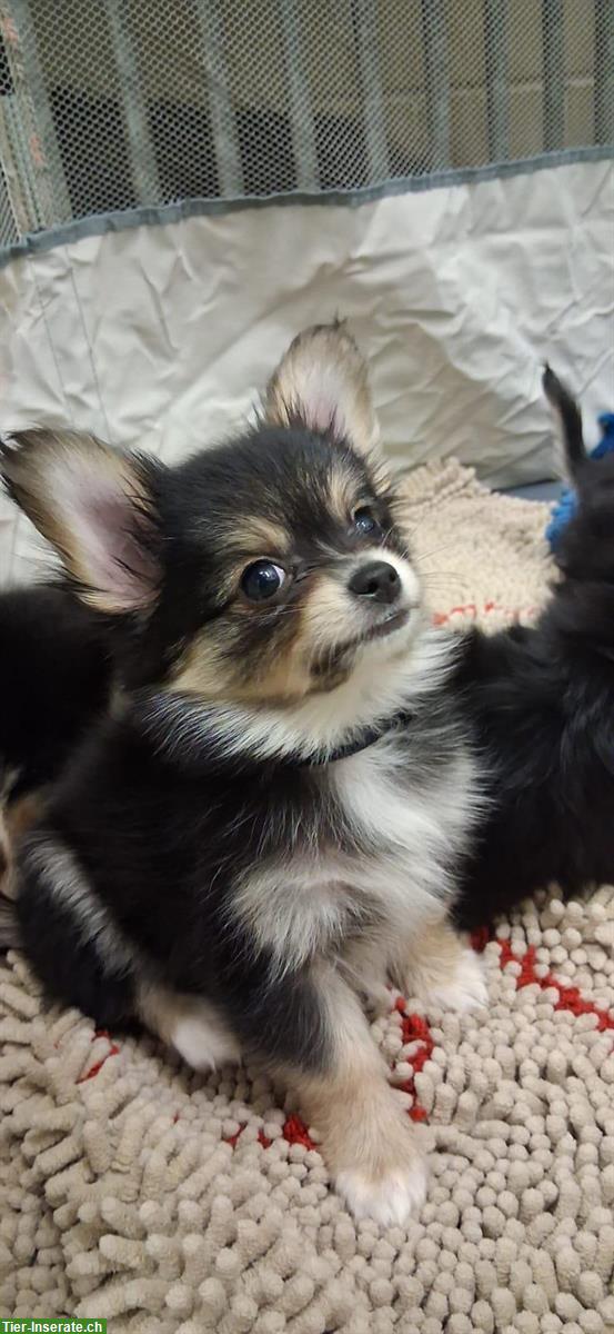 Bild 3: Chihuahua x Papillon mix Welpen suchen Lebensplätze