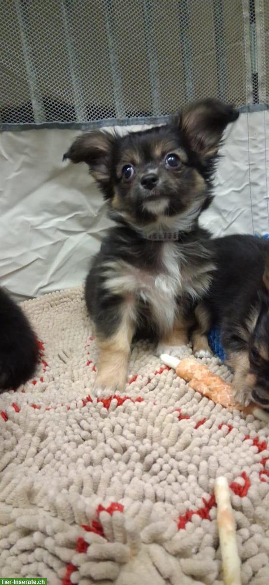 Bild 4: Chihuahua x Papillon mix Welpen suchen Lebensplätze