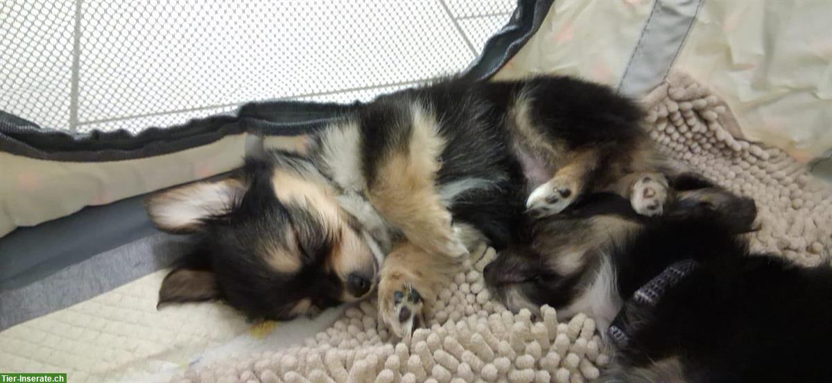 Bild 5: Chihuahua x Papillon mix Welpen suchen Lebensplätze