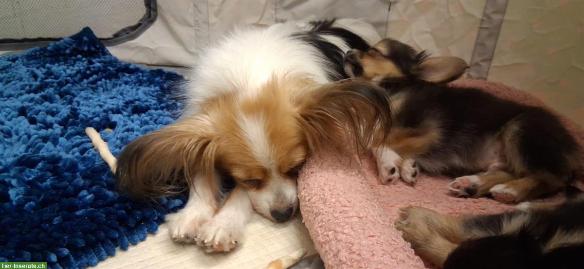 Bild 6: Chihuahua x Papillon mix Welpen suchen Lebensplätze