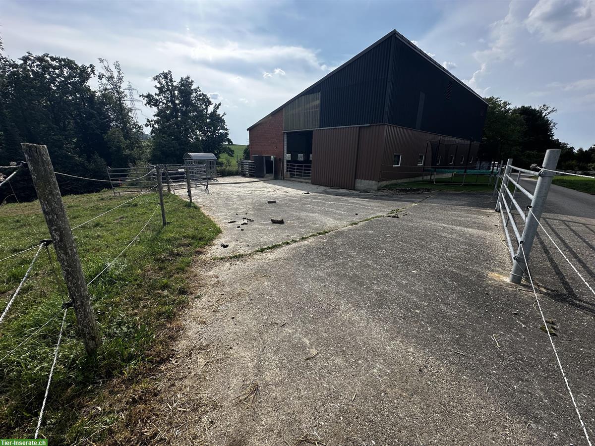 Bild 4: Offenstall Platz frei in Ruswil im Kanton Luzern
