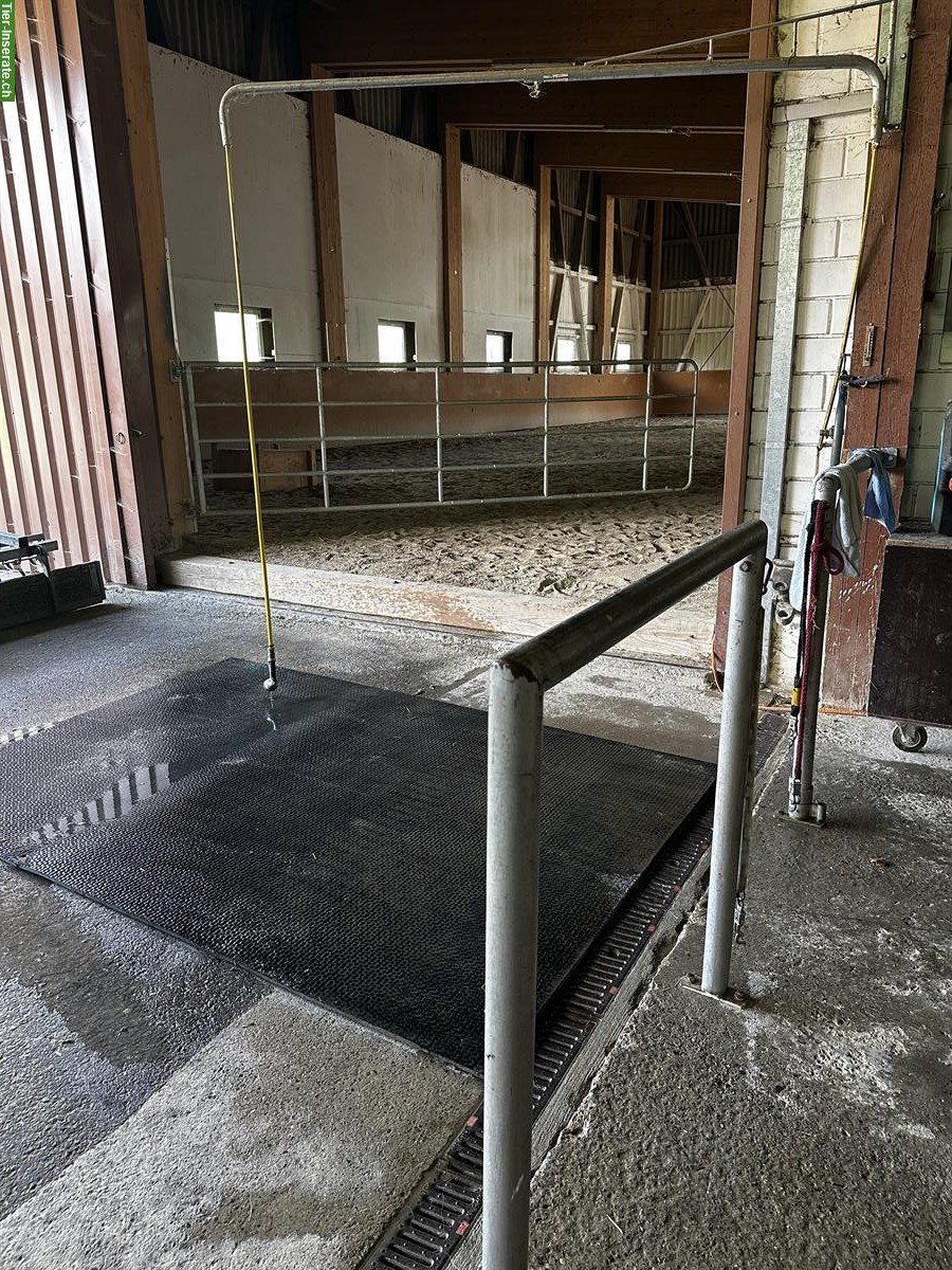 Bild 6: Offenstall Platz frei in Ruswil im Kanton Luzern