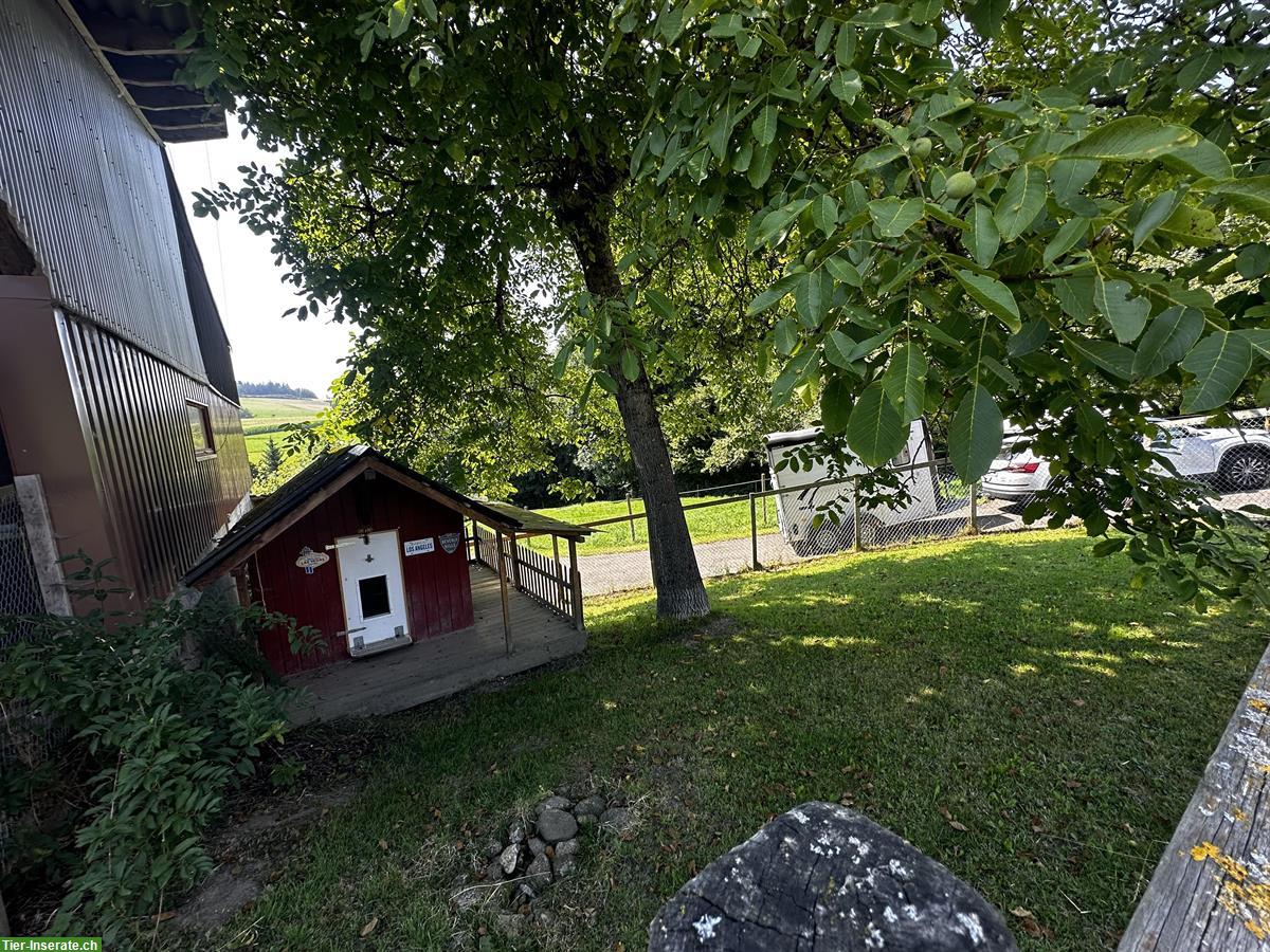 Bild 8: Offenstall Platz frei in Ruswil im Kanton Luzern