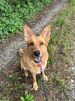 Hündin Daisy sucht ihr neues Zuhause
