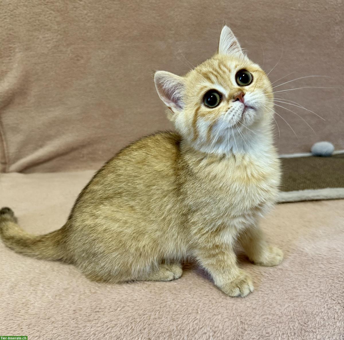 Reinrassige BKH Kitten mit Stammbaum zu verkaufen