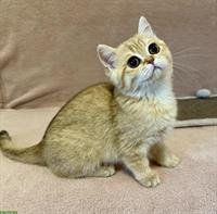 Reinrassige BKH Kitten mit Stammbaum zu verkaufen