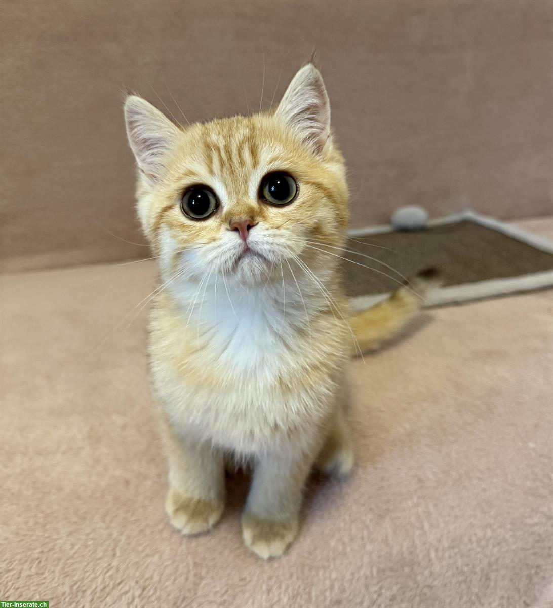 Bild 2: Reinrassige BKH Kitten mit Stammbaum zu verkaufen