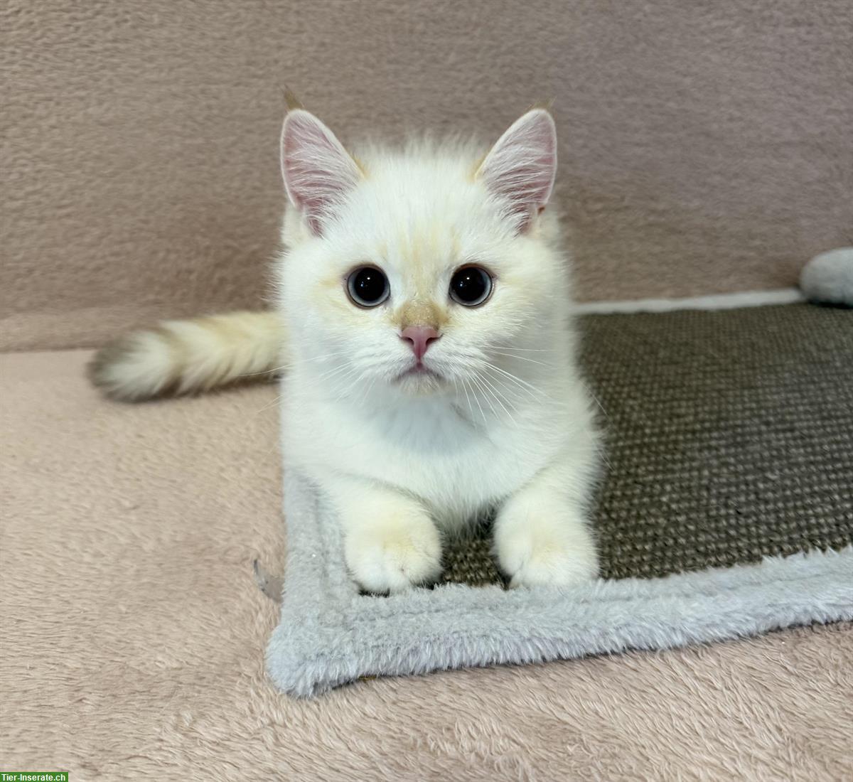 Bild 3: Reinrassige BKH Kitten mit Stammbaum zu verkaufen