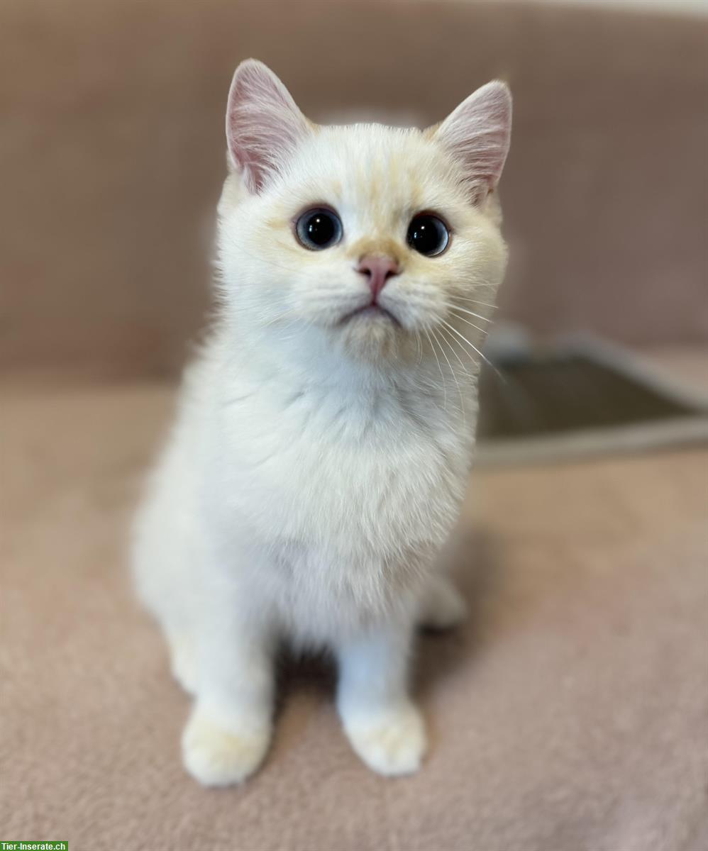 Bild 4: Reinrassige BKH Kitten mit Stammbaum zu verkaufen