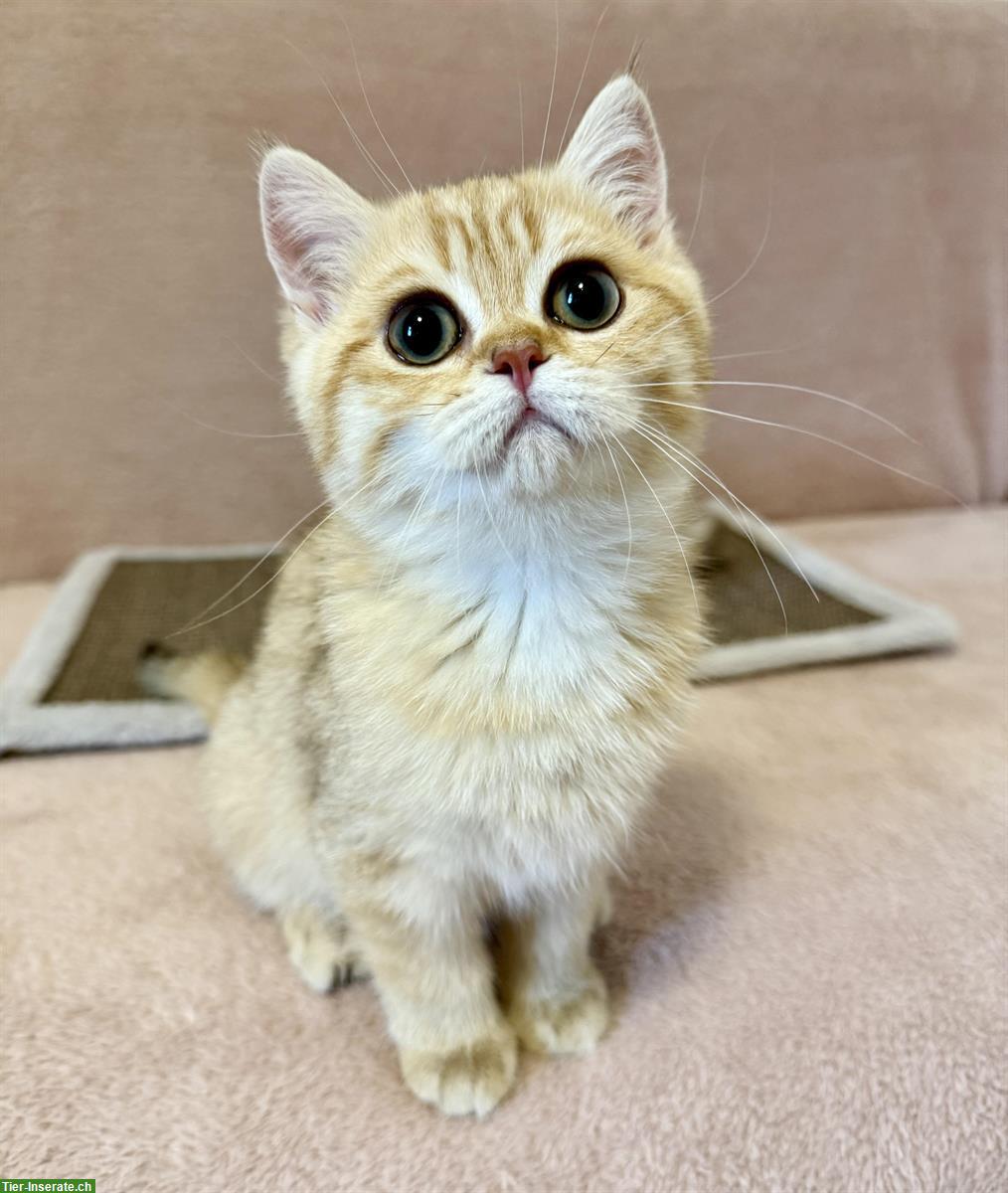 Bild 5: Reinrassige BKH Kitten mit Stammbaum zu verkaufen