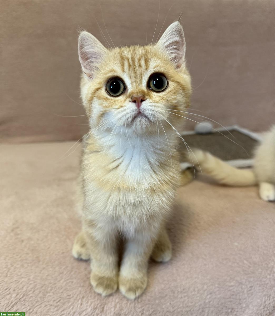 Bild 7: Reinrassige BKH Kitten mit Stammbaum zu verkaufen