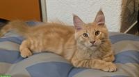 Zauberhaftes Maine Coon Kitten sucht ein Zuhause