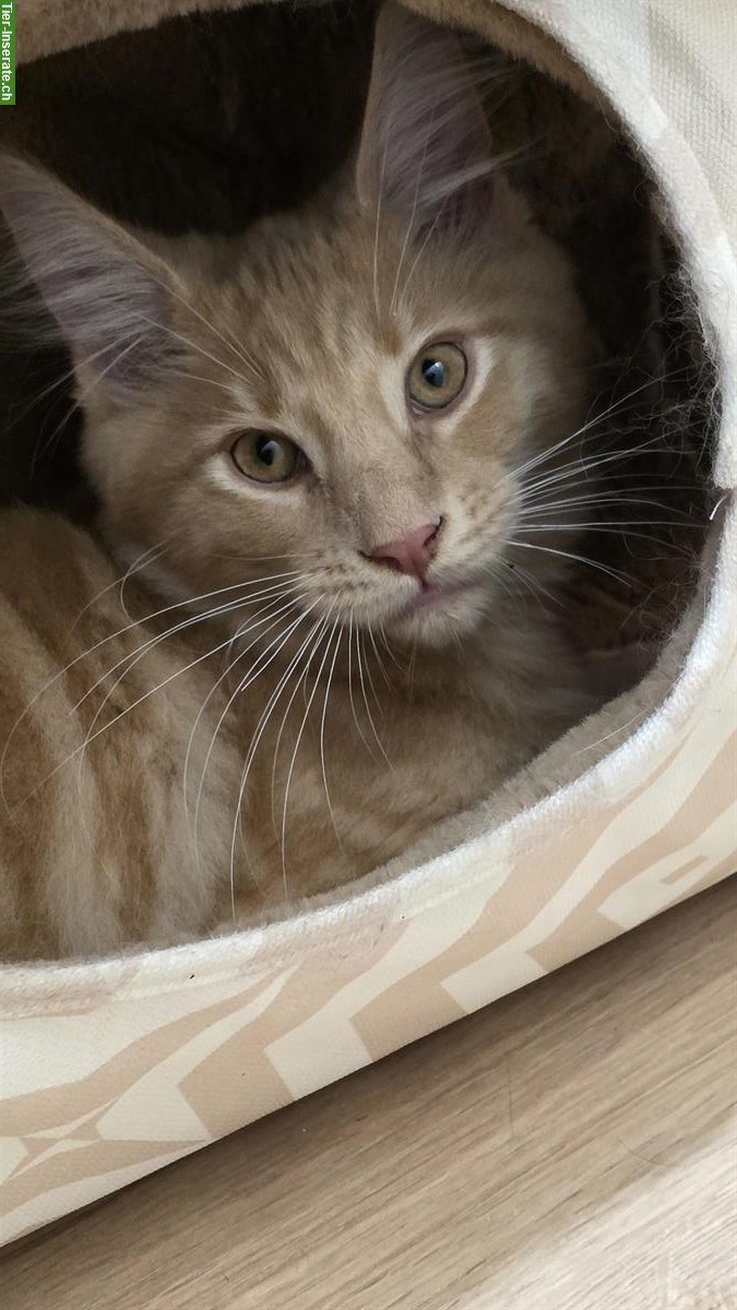 Bild 2: Zauberhaftes Maine Coon Kitten sucht ein Zuhause