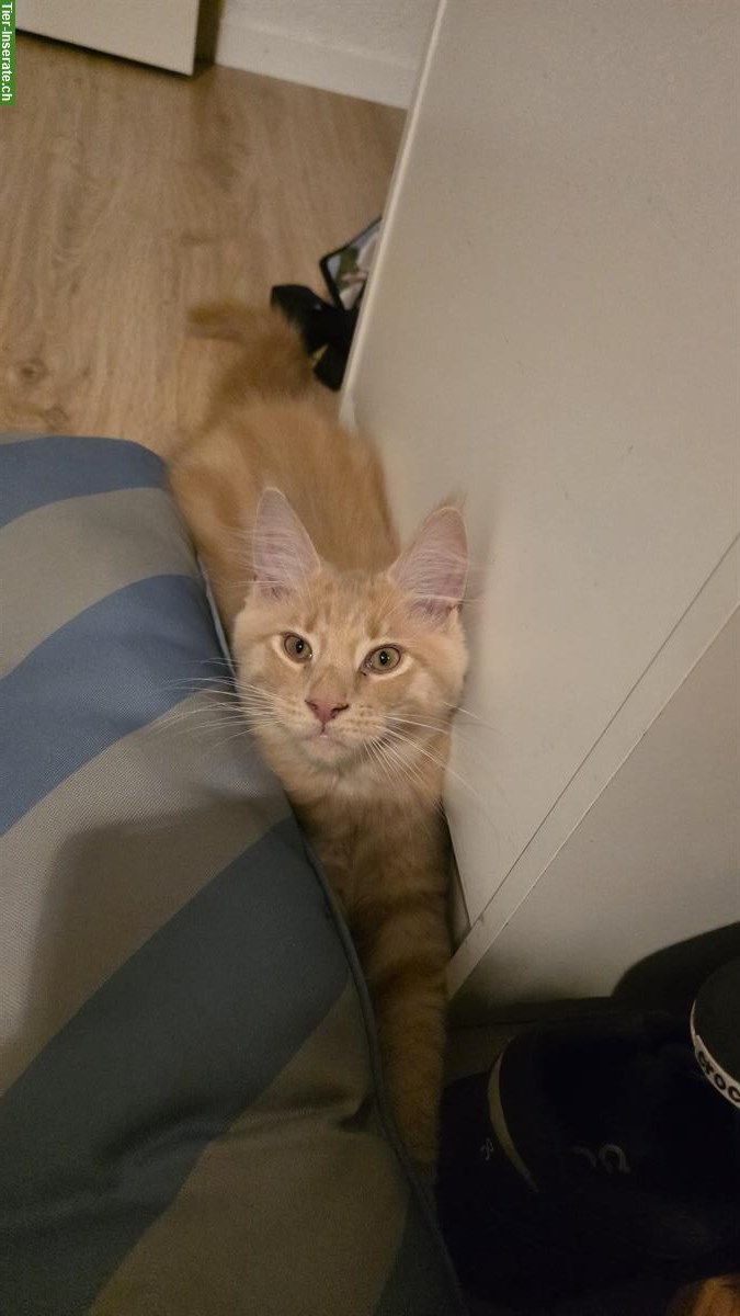 Bild 3: Zauberhaftes Maine Coon Kitten sucht ein Zuhause
