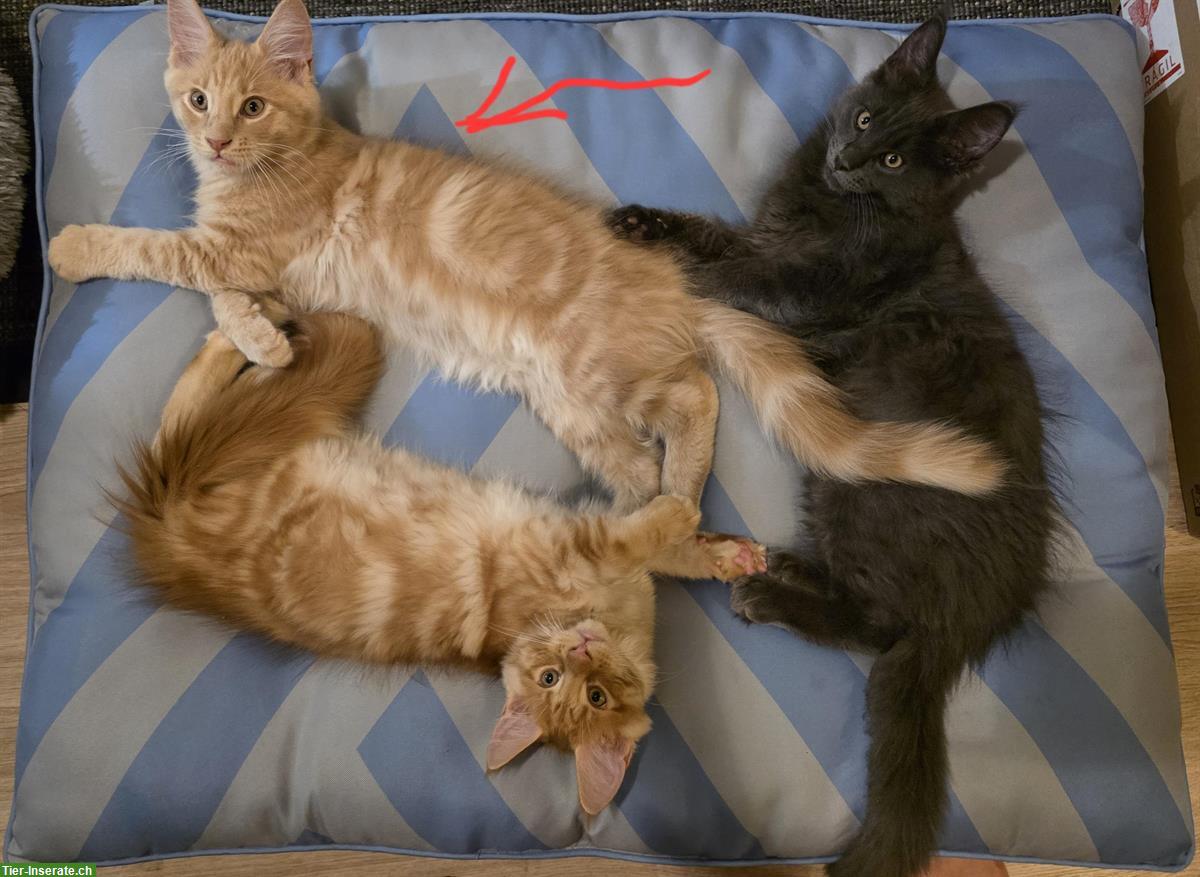 Bild 4: Zauberhaftes Maine Coon Kitten sucht ein Zuhause