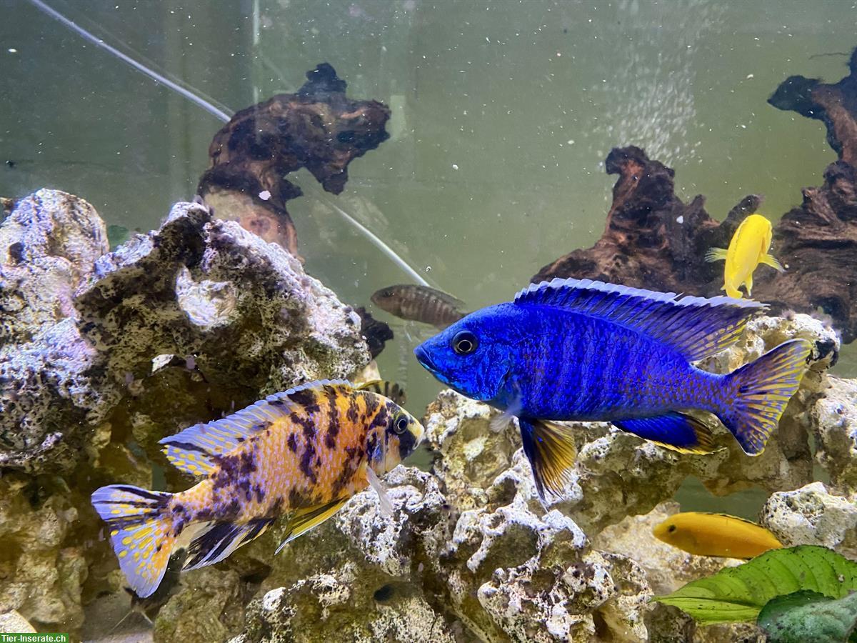 Malawi, Buntbarsche, Yellows, Welse, etc. Zierfische
