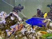 Malawi, Buntbarsche, Yellows, Welse, etc. Zierfische