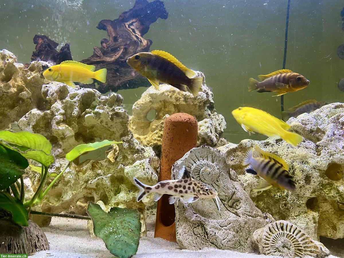 Bild 2: Malawi, Buntbarsche, Yellows, Welse, etc. Zierfische