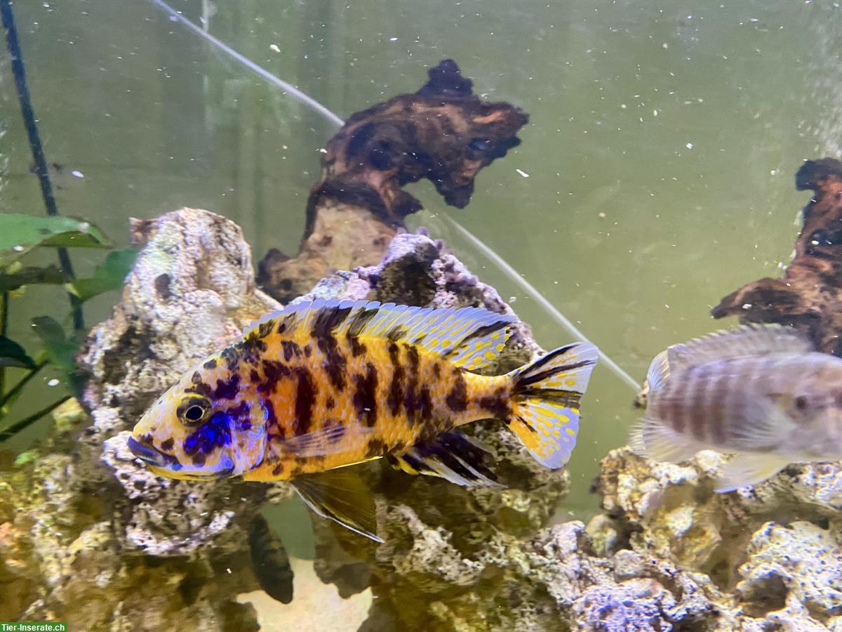 Bild 4: Malawi, Buntbarsche, Yellows, Welse, etc. Zierfische