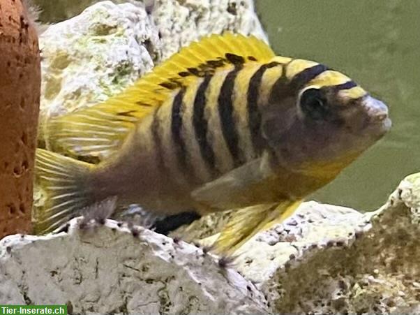Bild 6: Malawi, Buntbarsche, Yellows, Welse, etc. Zierfische