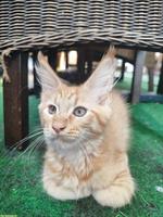 Maine Coon Katzenbabys zu verkaufen
