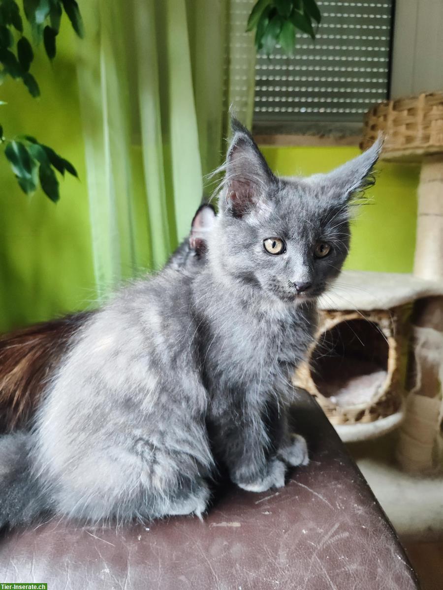 Bild 2: Maine Coon Katzenbabys zu verkaufen