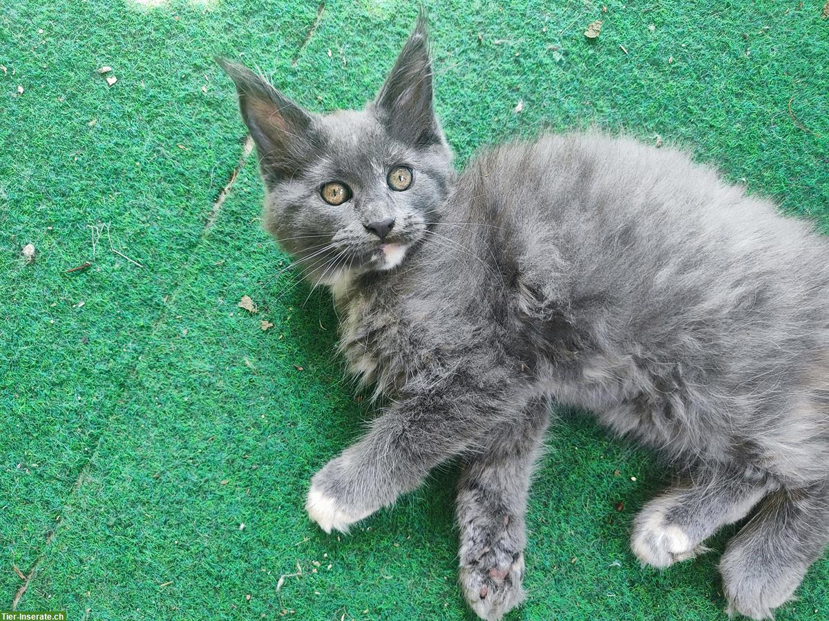 Bild 3: Maine Coon Katzenbabys zu verkaufen