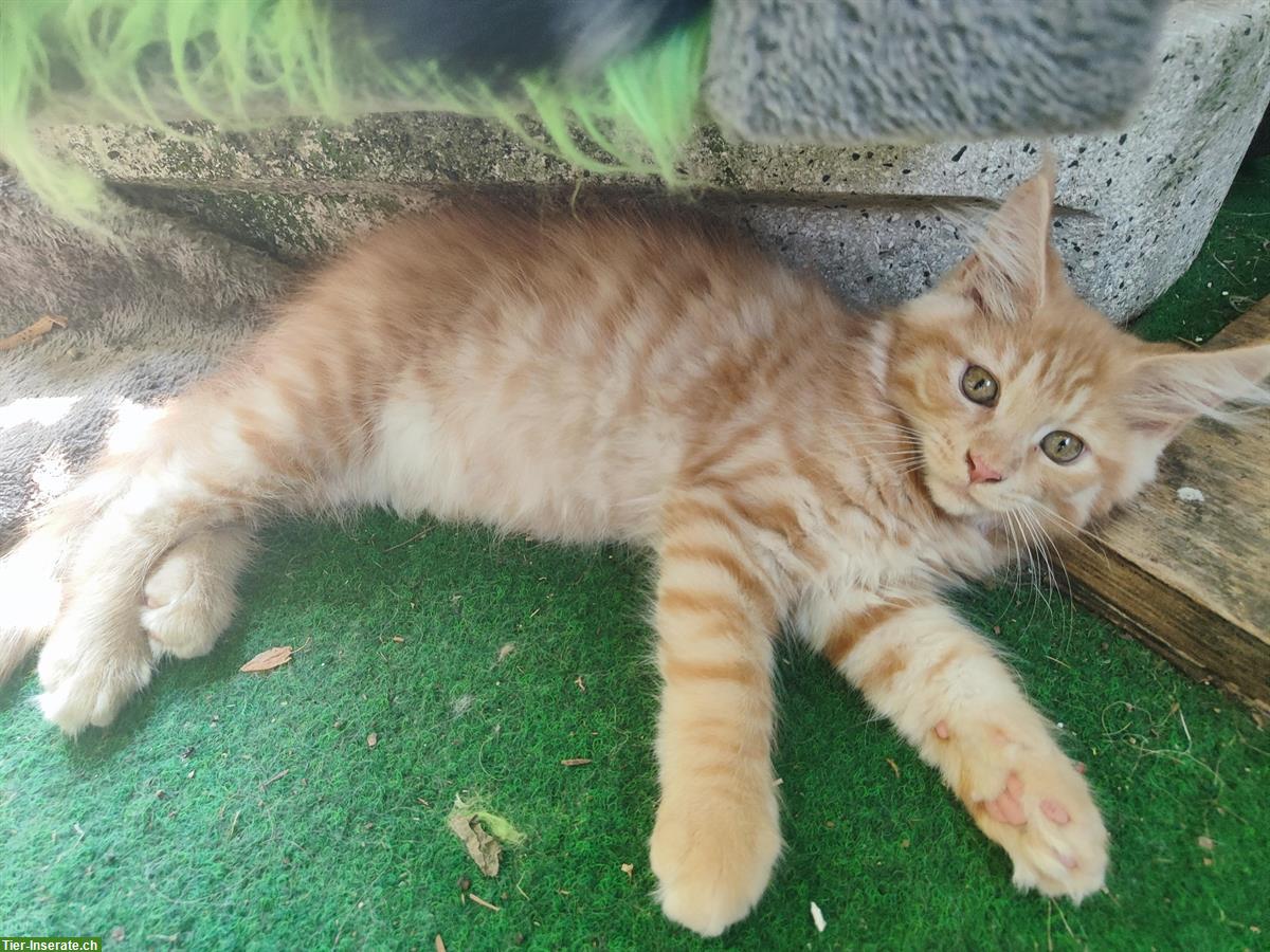 Bild 4: Maine Coon Katzenbabys zu verkaufen