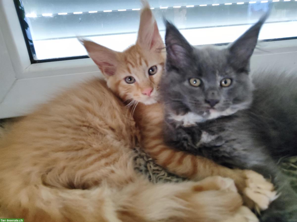 Bild 5: Maine Coon Katzenbabys zu verkaufen