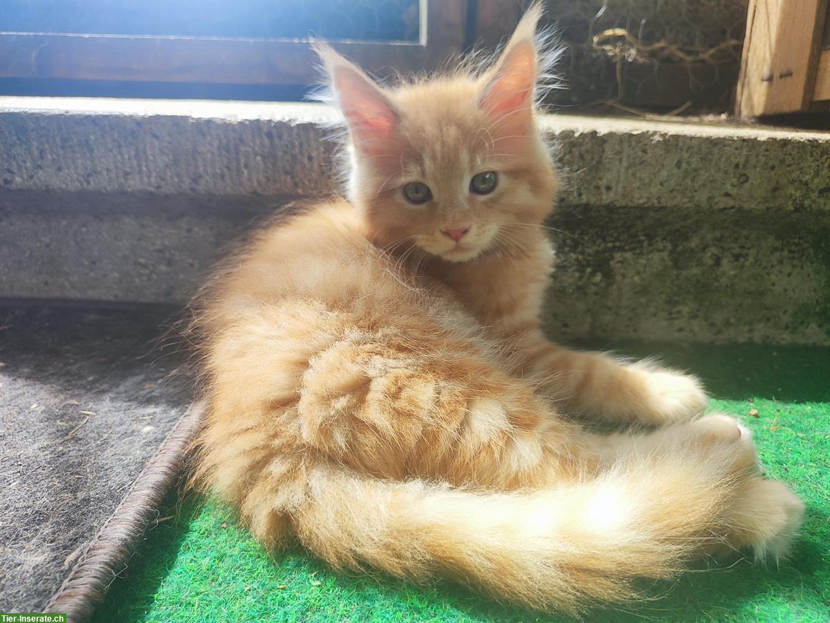 Bild 6: Maine Coon Katzenbabys zu verkaufen