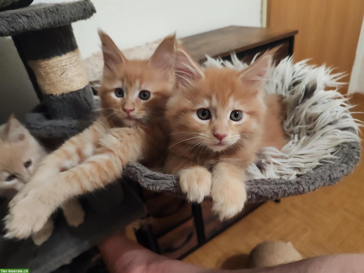Bild 7: Maine Coon Katzenbabys zu verkaufen